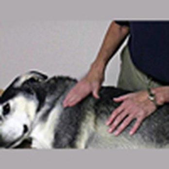 Holistic Touch Therapy - Holistic Touch Therapy - Pet Services Near Me - Victoria, Texas Holistic Touch Therapy - Holistic Touch Therapy - Pet Services Near Me - Victoria, Texas