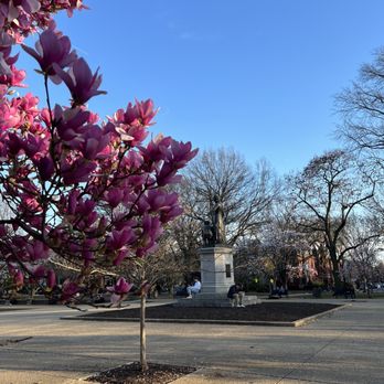 Lincoln Park - Magnolias at the park - Parks Near Me - Washington, DC, District of Columbia