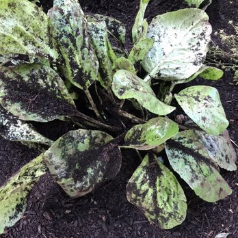 Aardvark Bark Blowing & Landscape Services - Landscaping Near Me - Tacoma, Washington Aardvark Bark Blowing & Landscape Services - Landscaping Near Me - Tacoma, Washington