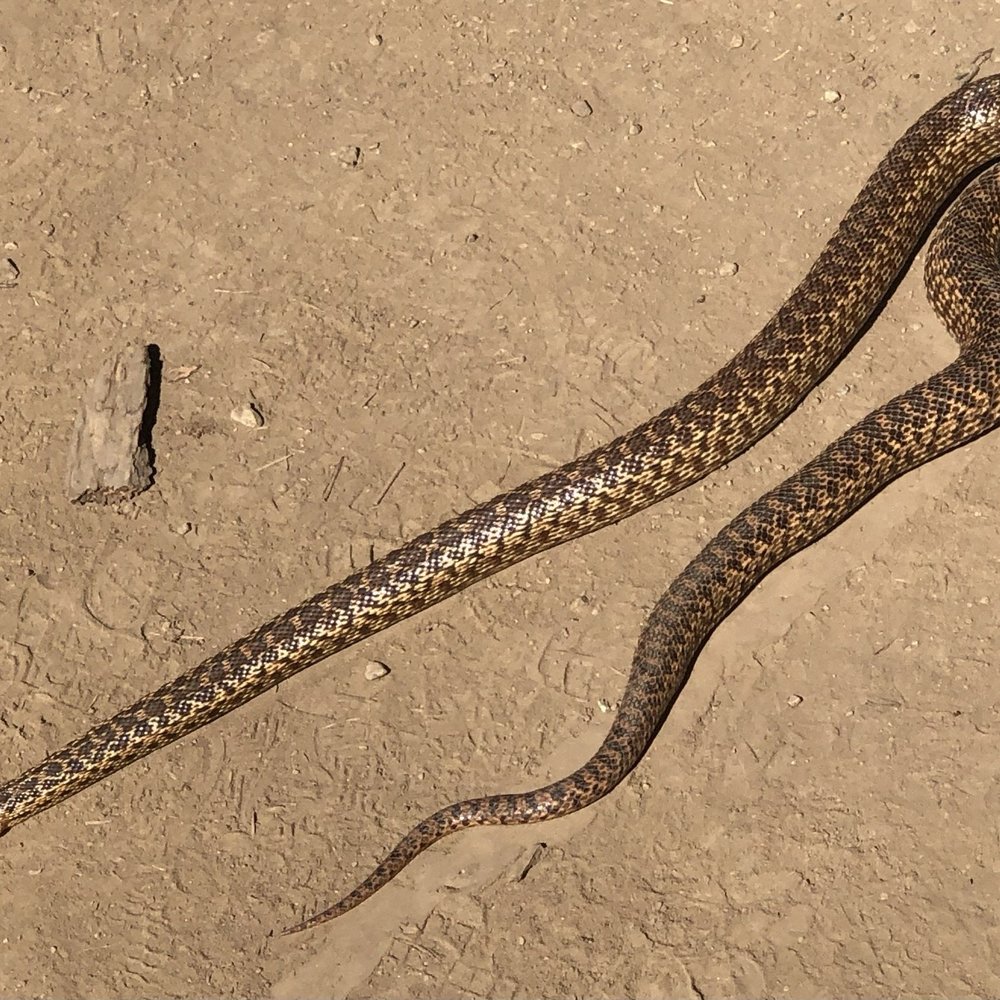 Cataract Falls Trail - Snake - Hiking Near Me Cataract Falls Trail - Snake - Hiking Near Me