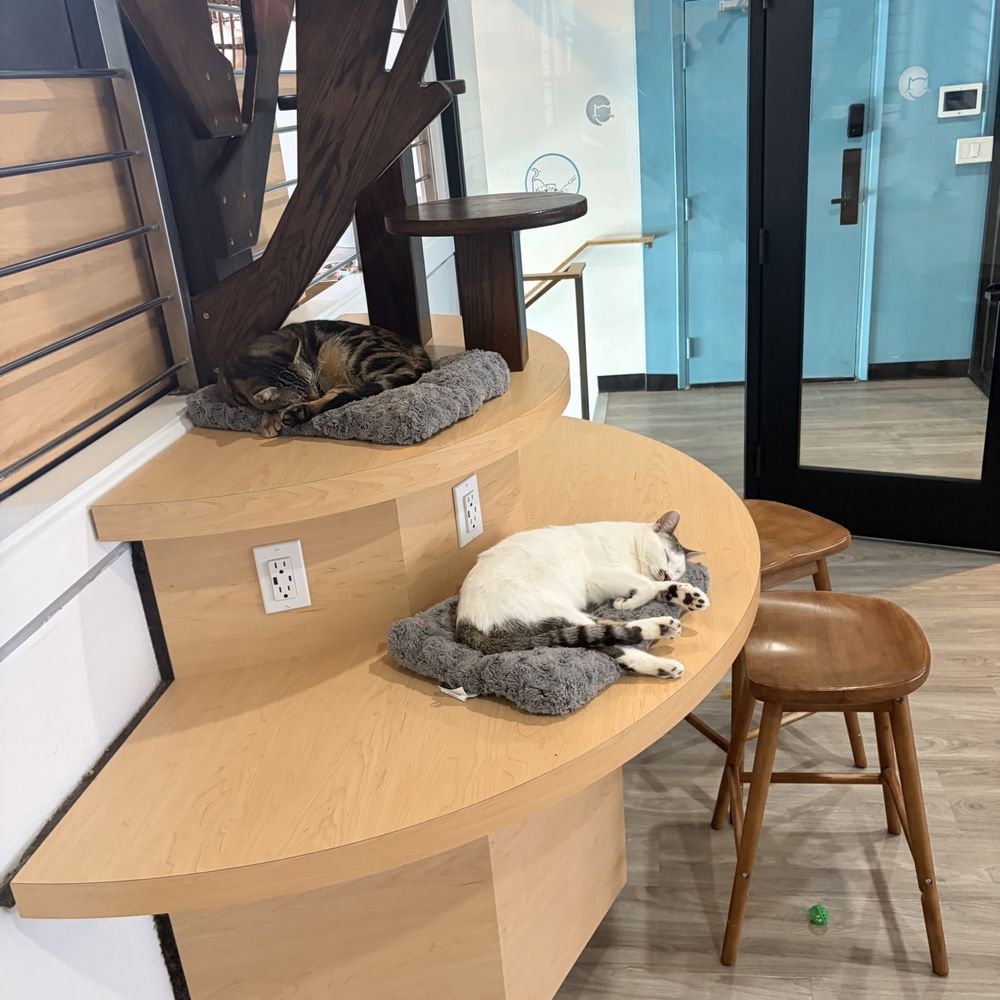 CatCafe Lounge - cats - Community Service/Non-Profit Near Me - Marina del Rey, California CatCafe Lounge - cats - Community Service/Non-Profit Near Me - Marina del Rey, California