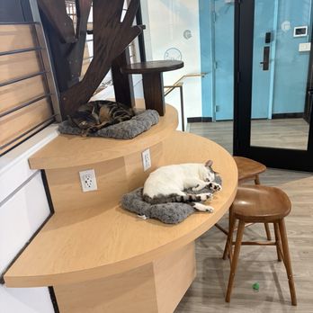 CatCafe Lounge - cats - Community Service/Non-Profit Near Me - Marina del Rey, California CatCafe Lounge - cats - Community Service/Non-Profit Near Me - Marina del Rey, California
