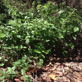 Shipley Nature Center - Stinging Nettle! BEWARE! - Community Service/Non-Profit Near Me - Huntington Beach, California Shipley Nature Center - Stinging Nettle! BEWARE! - Community Service/Non-Profit Near Me - Huntington Beach, California
