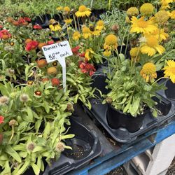 Flowers