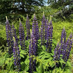 Charlotte Rhoades Park and Butterfly Garden