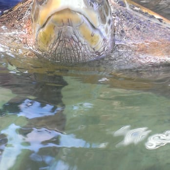 Coral World Ocean Park - Aquariums Near Me - St Thomas, Virgin Islands Coral World Ocean Park - Aquariums Near Me - St Thomas, Virgin Islands