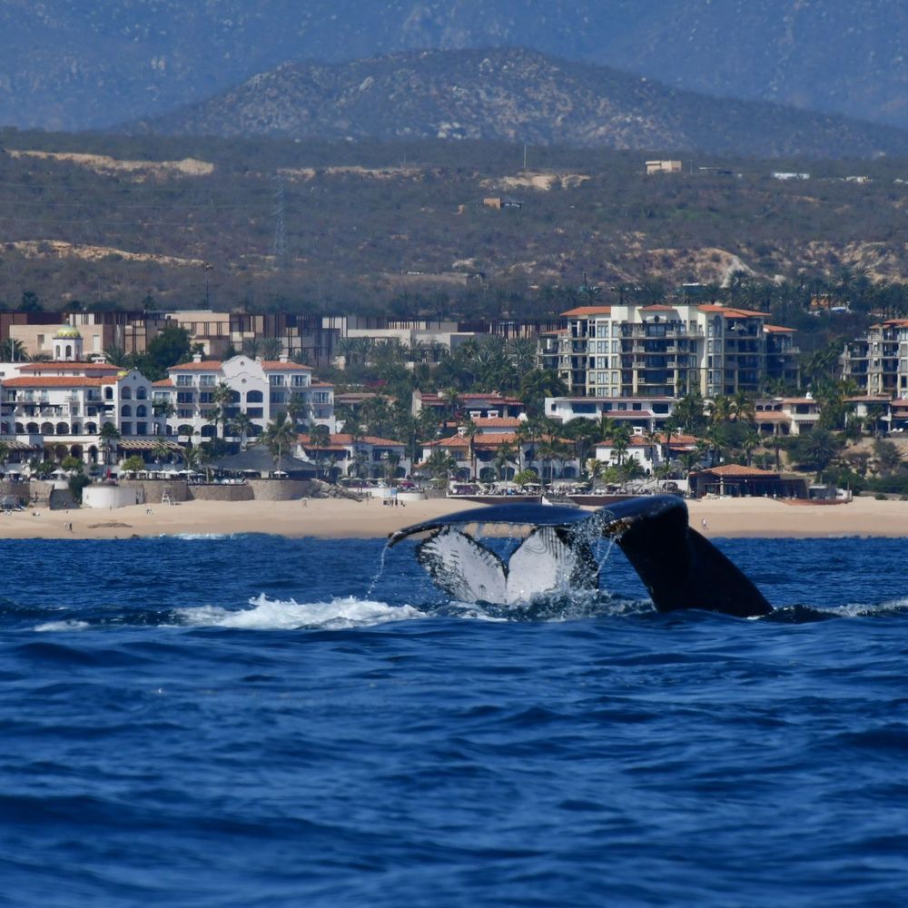 Whale Watch Cabo - Tours Near Me - Cabo San Lucas, BCS Whale Watch Cabo - Tours Near Me - Cabo San Lucas, BCS
