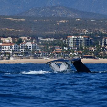 Whale Watch Cabo - Tours Near Me - Cabo San Lucas, BCS Whale Watch Cabo - Tours Near Me - Cabo San Lucas, BCS
