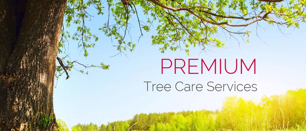 Braswell Tree Service - veterans service organization in Saint Francisville, LA