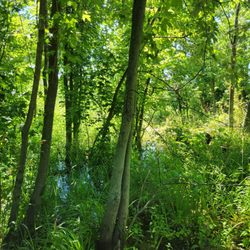Calamus Swamp - Calamus Swamp