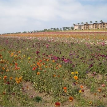 The Flower Fields - Venues & Event Spaces Near Me - Carlsbad, California The Flower Fields - Venues & Event Spaces Near Me - Carlsbad, California