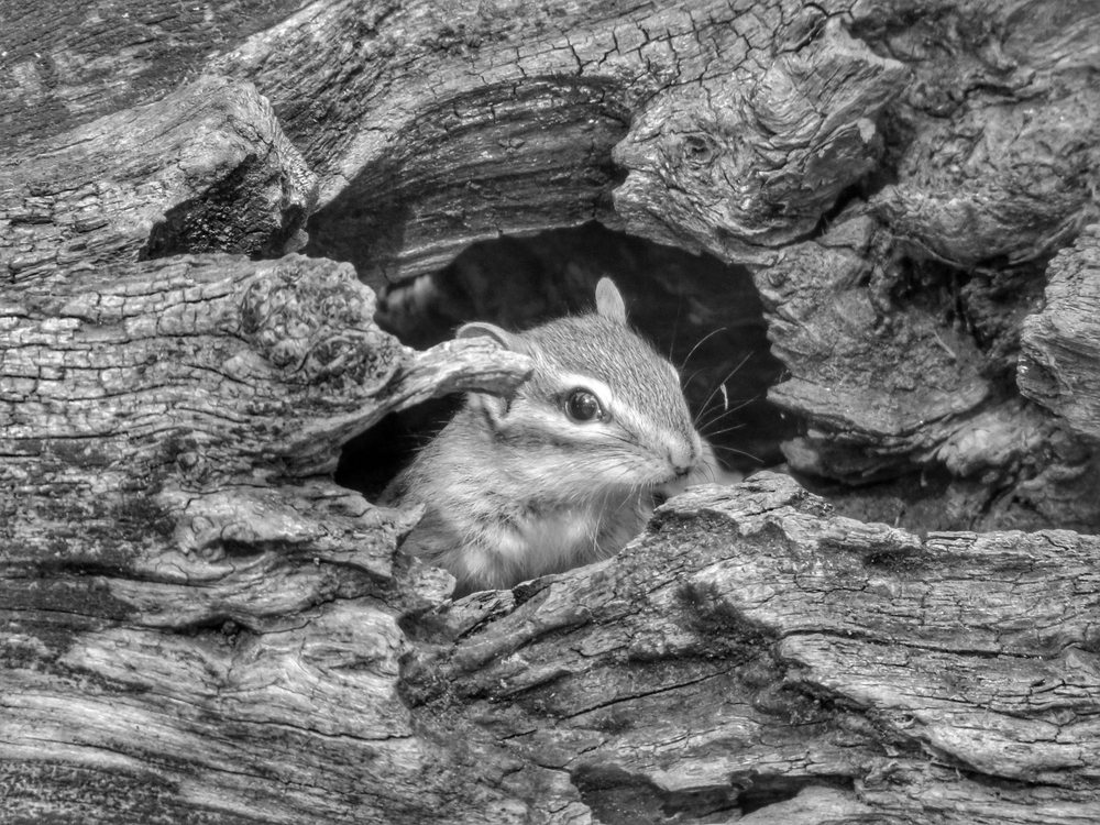 OAK ORCHARD WMA Updated May 2024 Oakfield, New York Hiking