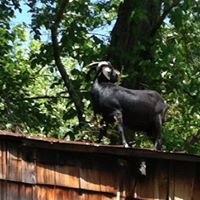 Browsing Green Goats