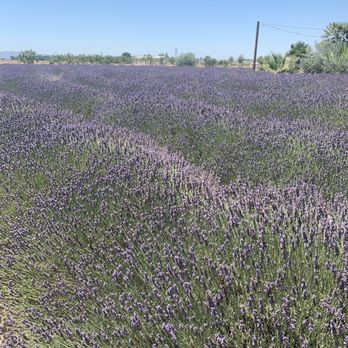 Great Bear Vineyards - Beautiful lavender garden - Wine Tasting Room Near Me - Davis, California