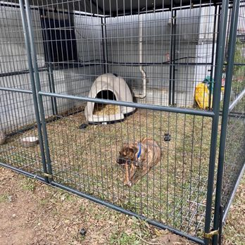 Tractor Supply - Max chewing on a bully stick in his new run. - Hardware Stores Near Me - Cedar Park, Texas
