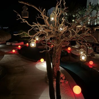 Arbol - Outside near the pool - Indian Near Me - San José del Cabo, BCS