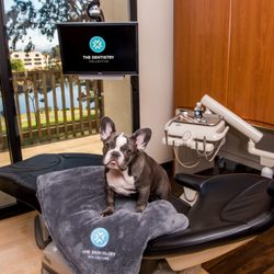 The Dentistry Collective - Barnaby The Dentistry Collective Emotional Support Animal in San Diego, CA