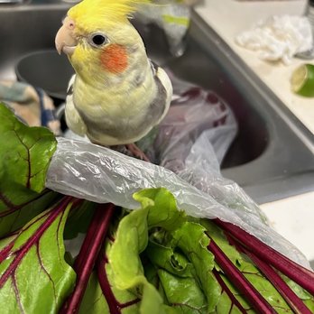 Birds Plus - Bird Shops Near Me - Valley Glen, California
