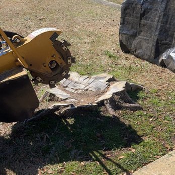 Stumpfest - Big cedar stump. - Tree Services Near Me - Northport, Alabama