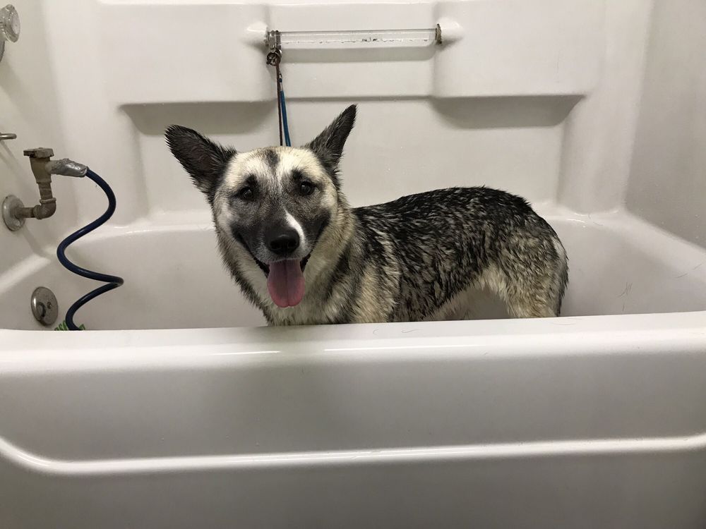 dog toothpaste petbarn