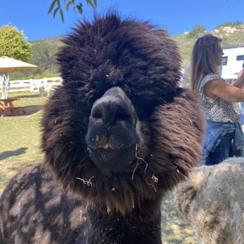 Canzelle Alpacas - Farms Near Me - Carpinteria, California Canzelle Alpacas - Farms Near Me - Carpinteria, California
