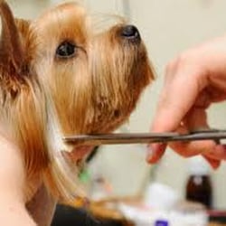 The Village Groom Dogspa