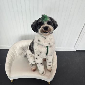 Pawsh Pooches - Pet Groomers Near Me - Wilmington, North Carolina Pawsh Pooches - Pet Groomers Near Me - Wilmington, North Carolina