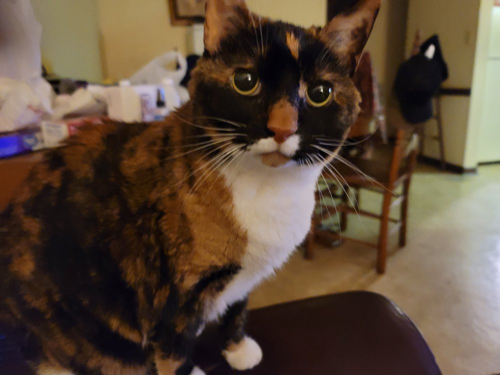 CULBRETH CARR WATSON ANIMAL CLINIC Updated September 2024 12