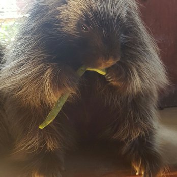 Wildlife Learning Center - One of our favorite things was feeding the Porcupine!! They are all so cute and it was awesome to be so close to them all! - Zoos Near Me - Sylmar, California