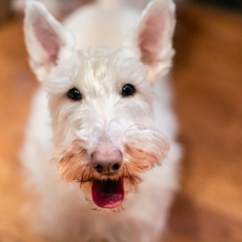 Waggs-and-Woofs - Pet Boarding Near Me - Stillwater, New York Waggs-and-Woofs - Pet Boarding Near Me - Stillwater, New York