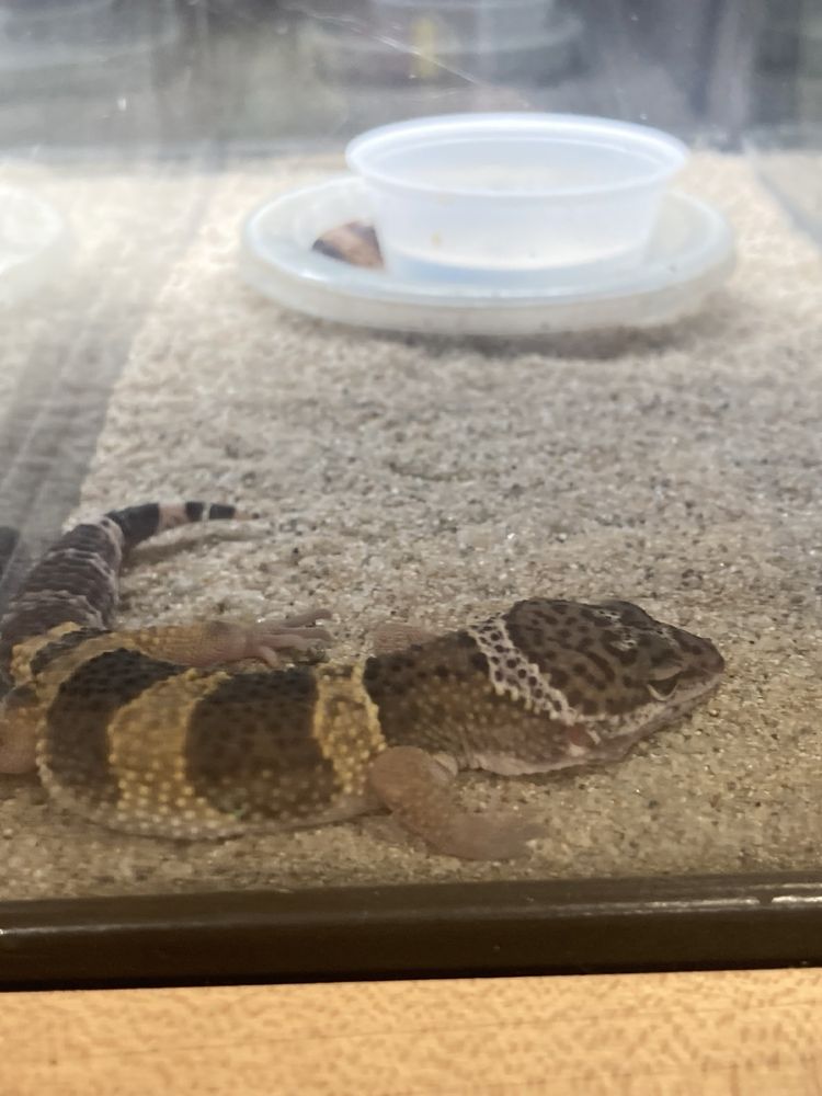 The Reptile Room - reptile breeding in Hayward, CA