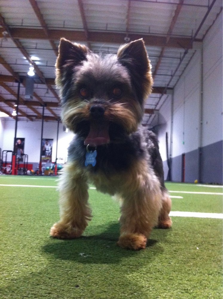 GROOMING BY SUSIE Updated September 2024 23 Photos & 19 Reviews