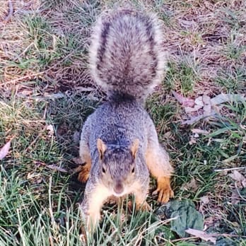 Charles H. Wilson Park - Squirrel following me... - Parks Near Me - Torrance, California Charles H. Wilson Park - Squirrel following me... - Parks Near Me - Torrance, California