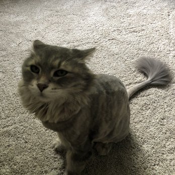 PurrFurred Pet Styling - Aurora - Pet Groomers Near Me - Aurora, Illinois PurrFurred Pet Styling - Aurora - Pet Groomers Near Me - Aurora, Illinois