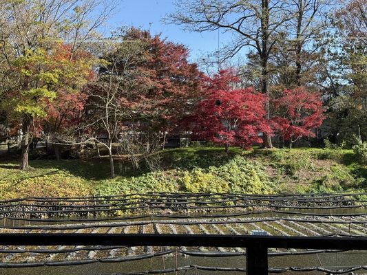 Daio Wasabi Farm by null