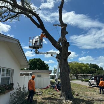 Tree Dragons Tree Service - Tree Services Near Me - Seminole, Florida Tree Dragons Tree Service - Tree Services Near Me - Seminole, Florida