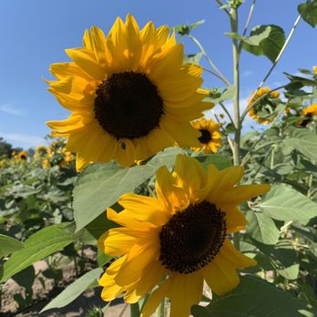 Knutson Farms - Sunflowers in August - Farms Near Me - Sumner, Washington Knutson Farms - Sunflowers in August - Farms Near Me - Sumner, Washington
