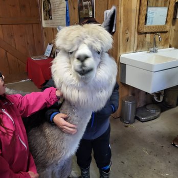 Canzelle Alpacas - Farms Near Me - Carpinteria, California