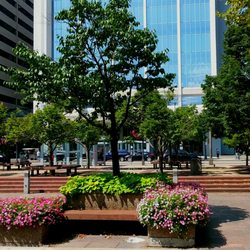 Dorrian Commons Park - Trees and plant surrounded by concrete.