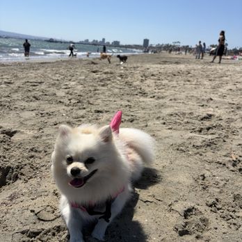 Rosie's Dog Beach - Gigi goes to Rosie's Dog Beach - Dog Parks Near Me - Long Beach, California Rosie's Dog Beach - Gigi goes to Rosie's Dog Beach - Dog Parks Near Me - Long Beach, California