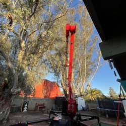 Desert Canopy Tree Service - Large Eucalyptus tree expertly removed in Tucson, Arizona.