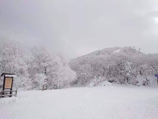 Zao Onsen Ski Resort by null