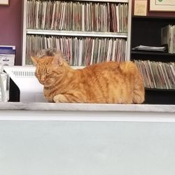 Lyons Road Animal Hospital - Fred the house cat