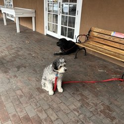 Downtown Subscription - Doggies outside