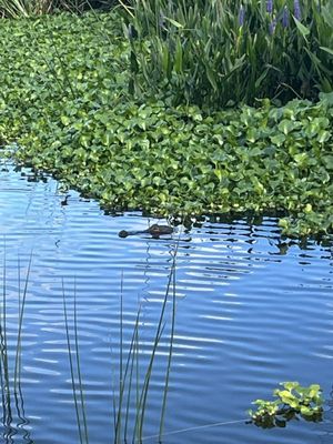 Kanapaha Botanical Gardens by null