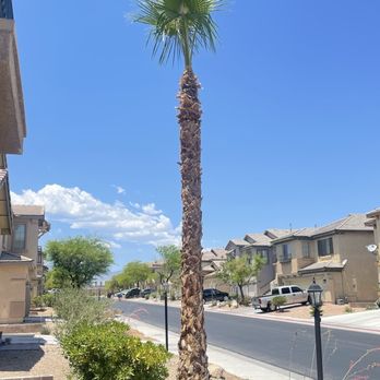 WestCo Tree Service - After WestCo - Tree Services Near Me WestCo Tree Service - After WestCo - Tree Services Near Me