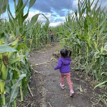 French Prairie Gardens - Kids corn maze race - Nurseries & Gardening Near Me - Saint Paul, Oregon
