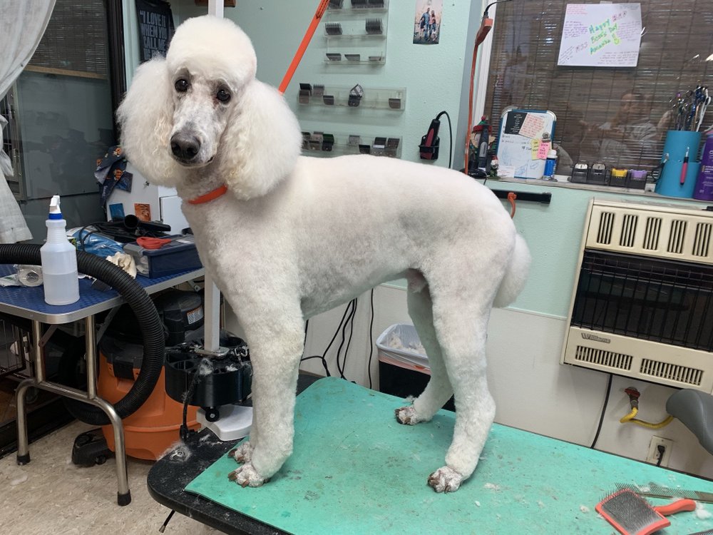 HOWLLYWOOD PET GROOMING Updated July 2024 59 Photos & 33 Reviews