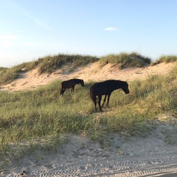 Corolla Wild Horse Tours - Two more before leaving the dunes and back on the beach - Tours Near Me - Corolla, North Carolina Corolla Wild Horse Tours - Two more before leaving the dunes and back on the beach - Tours Near Me - Corolla, North Carolina