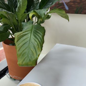 Crescent Counter - Coffee & Tea Near Me - New Orleans, Louisiana Crescent Counter - Coffee & Tea Near Me - New Orleans, Louisiana